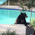 Αρκούδα ''εισβολέας'' απολαμβάνει το μπάνιο σε πισίνα...
