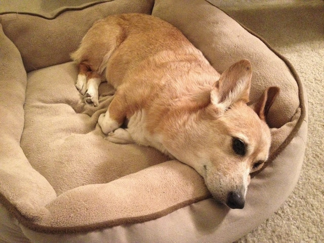 http://www.corgipals.org/Fundraisers/TheBaxterValentineFund/Cora.aspx