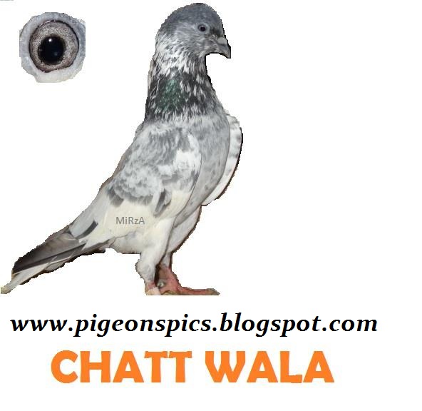 Chatt Walay Pigeons (kabootar) Sialkoti Pigeons Pigeons Pics