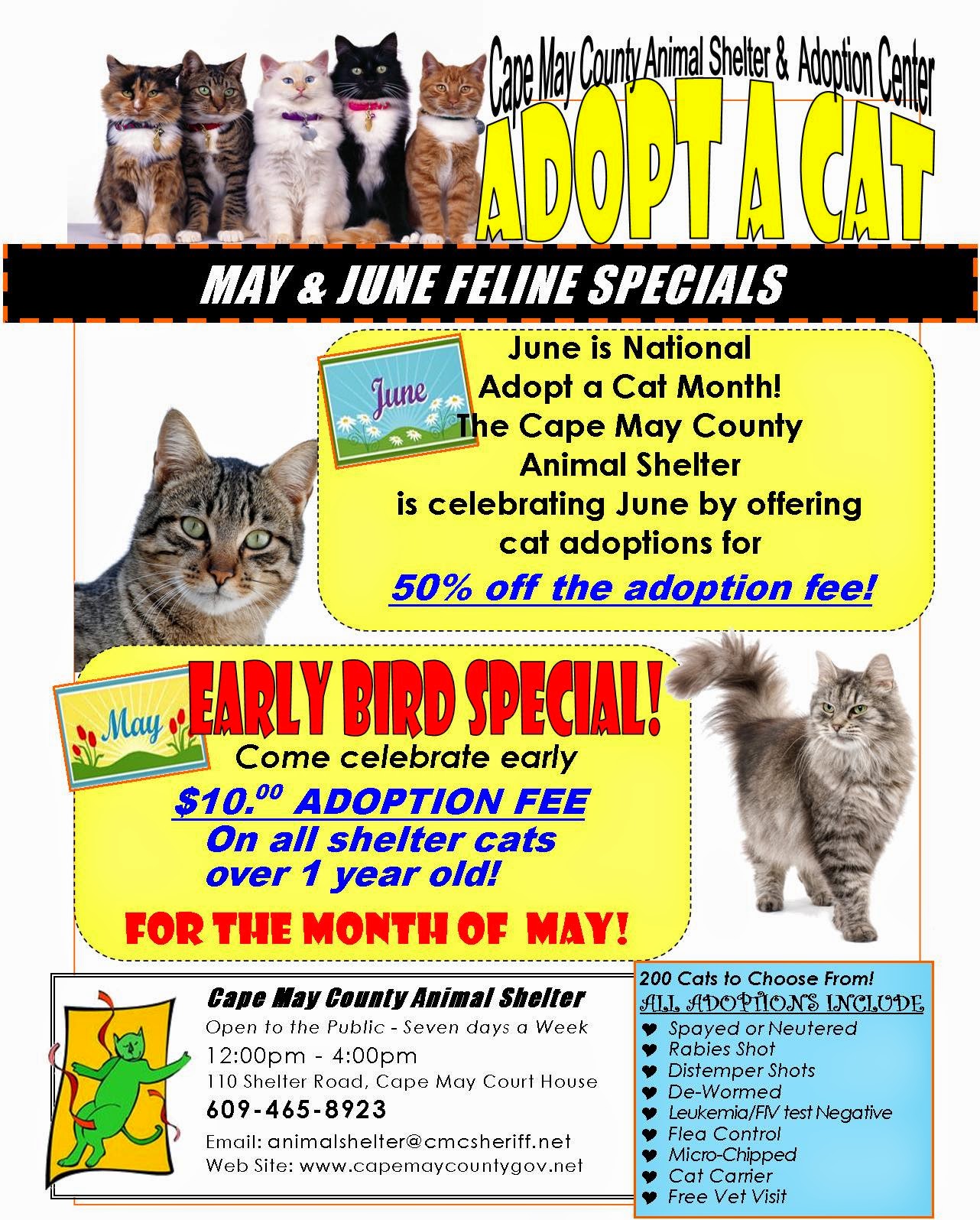 Cats vs dogs persuasive essay picture