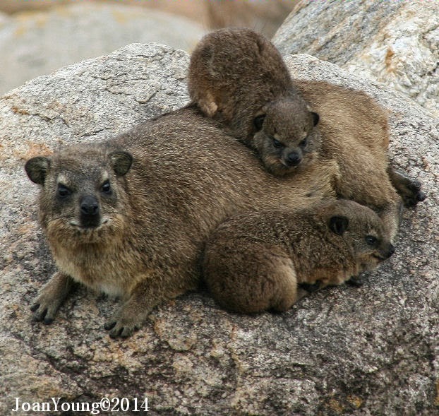 South African Photographs Rock Hyrax (Dassie)