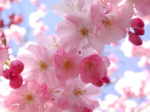 Sakura a.k.a Cherry Blossom