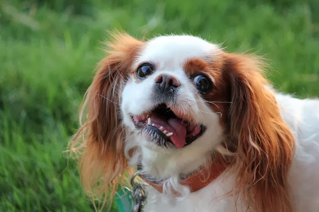 facts about king charles spaniel