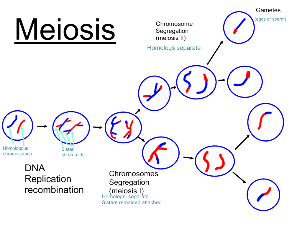 Worksheets Meiosis Diagram Worksheet diagram worksheet delibertad meiosis delibertad