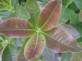 Rosebay Blog Rules Of Engagement