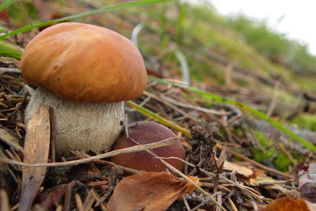 Little Mushroom