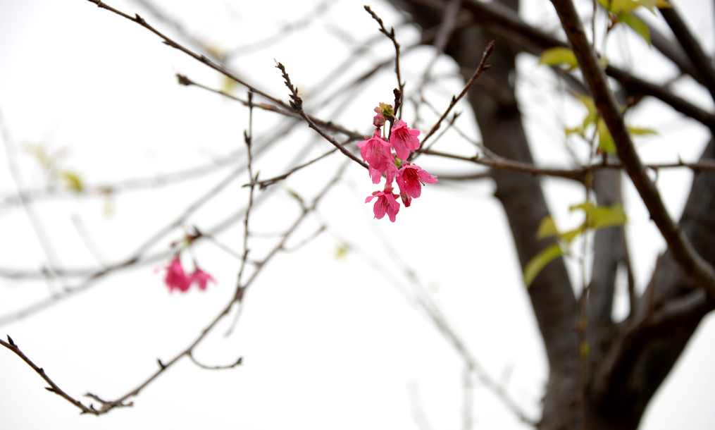 Pink Cherry Blossom In Photos. Fresh Zoom
