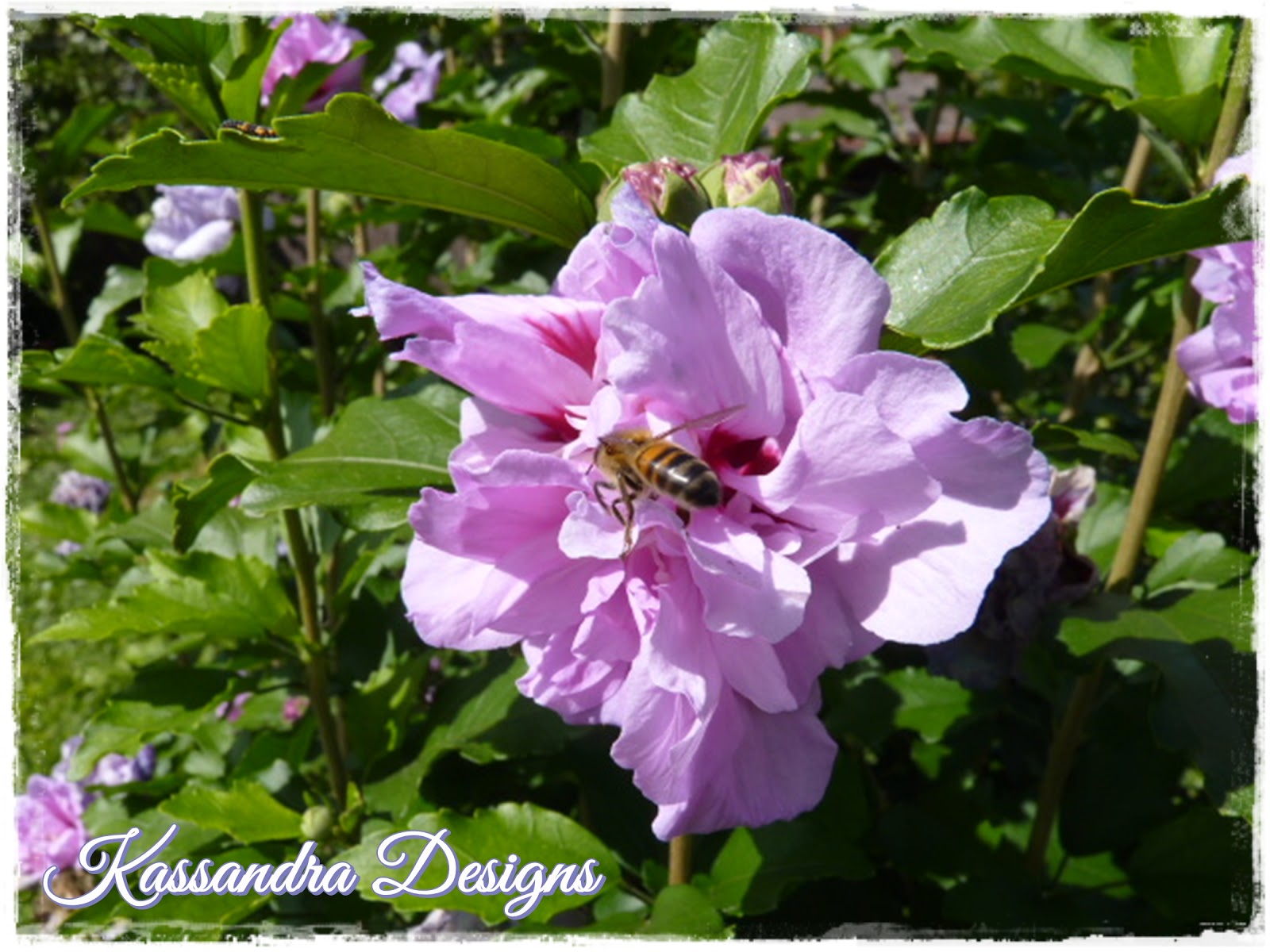 La buhardilla de Kassandra: El jardín de mi madre