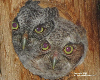 Baby Screech Owl Eyes
