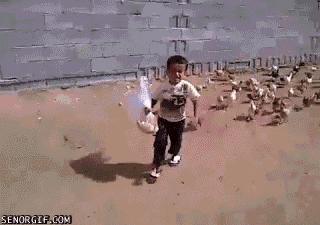 Animals vs kids (40 gifs), animals being jerks gif, boy getting chased by chickens