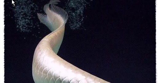 Gambar Ikan Arwana | Dunia Binatang
