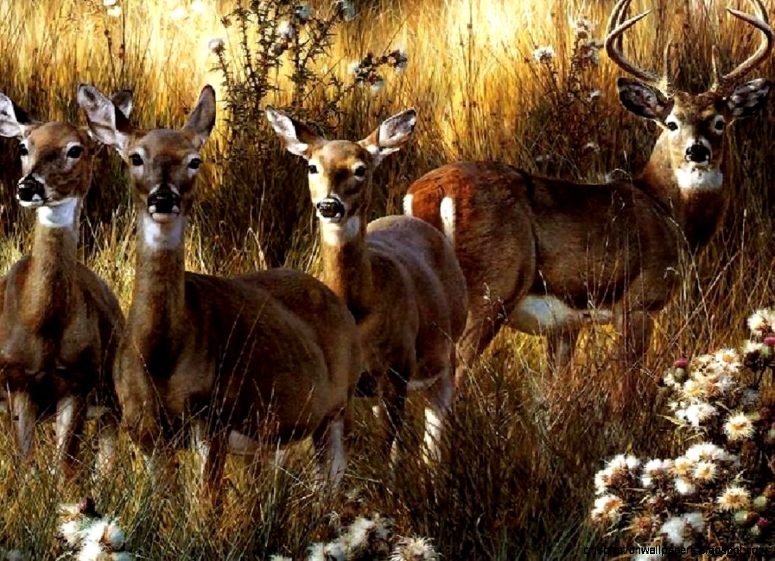 Deer Buck Does Fall Whitetail Deer Buck Does Fall Whitetail