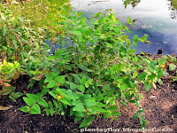 Hypericum androsaemum