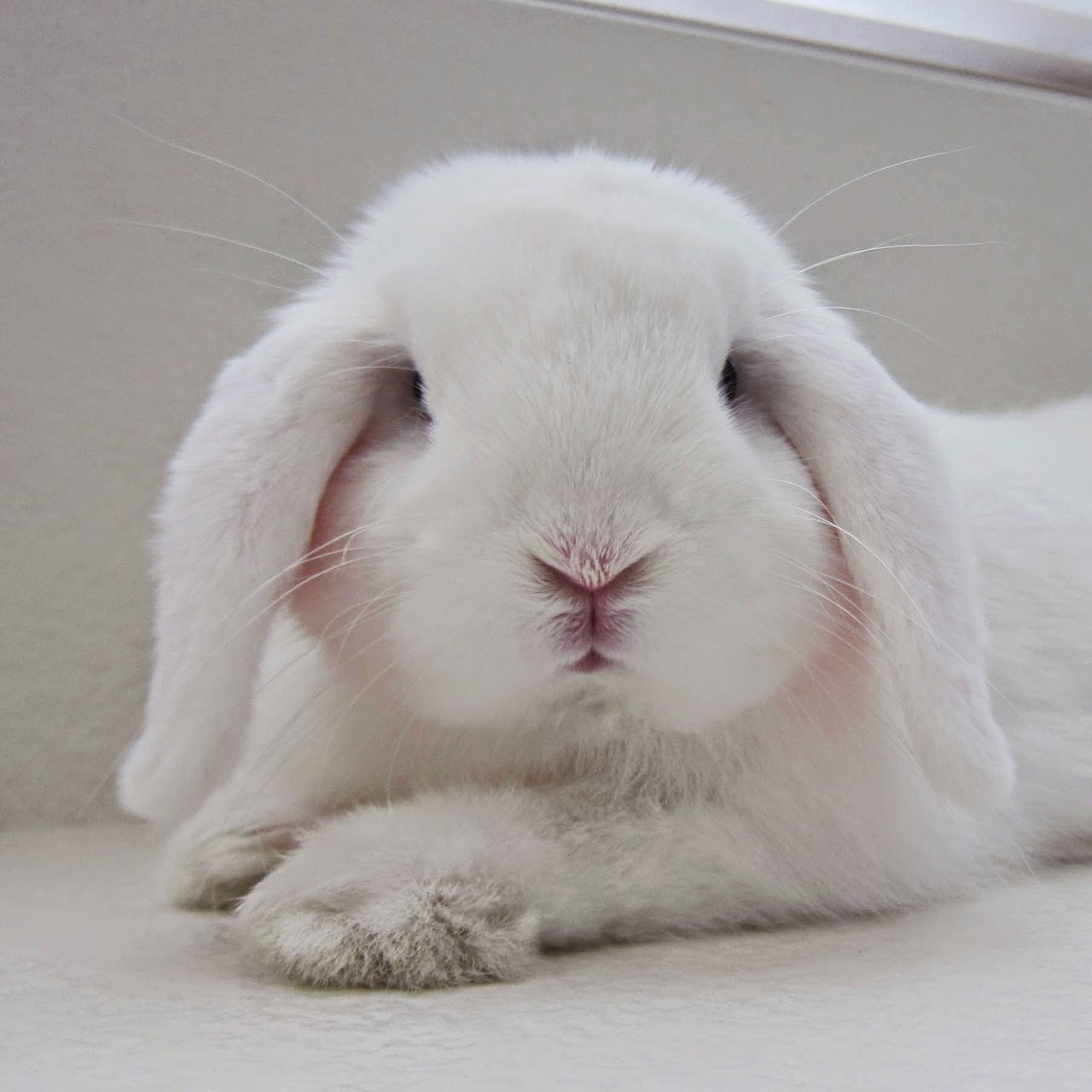 Вибратор-кролик Happy Rabbit Realistic, черный 71504 - Happy Rabbit - Вибраторы-кролики - Купить