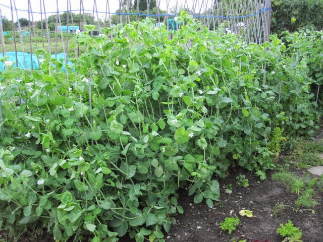 PEAS PLANTED IN FEB. 2014