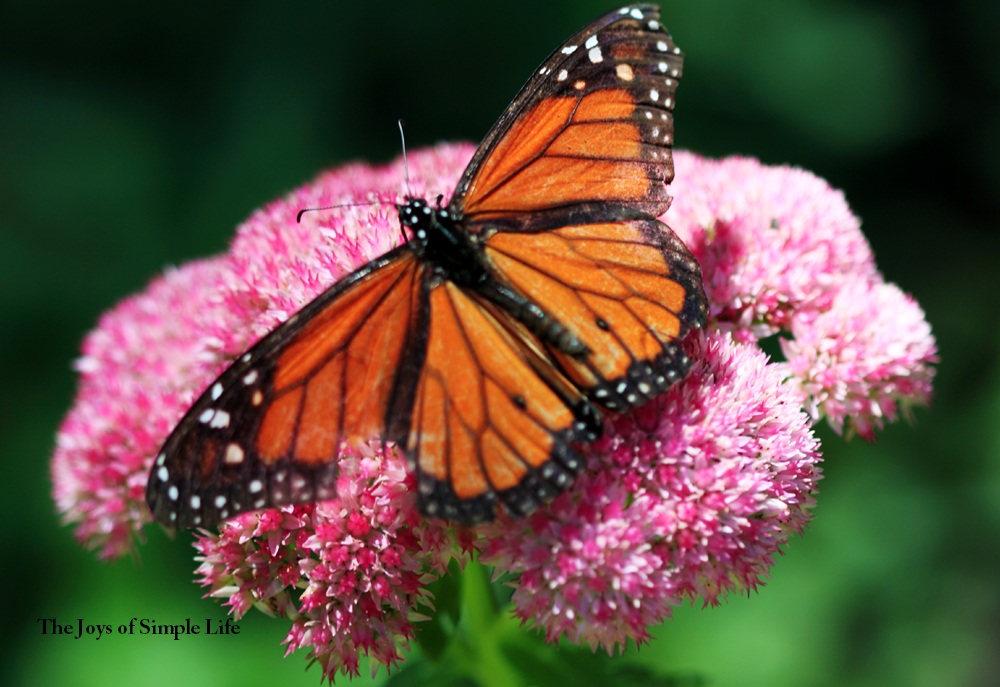 The Joys of Simple Life Balboa Park