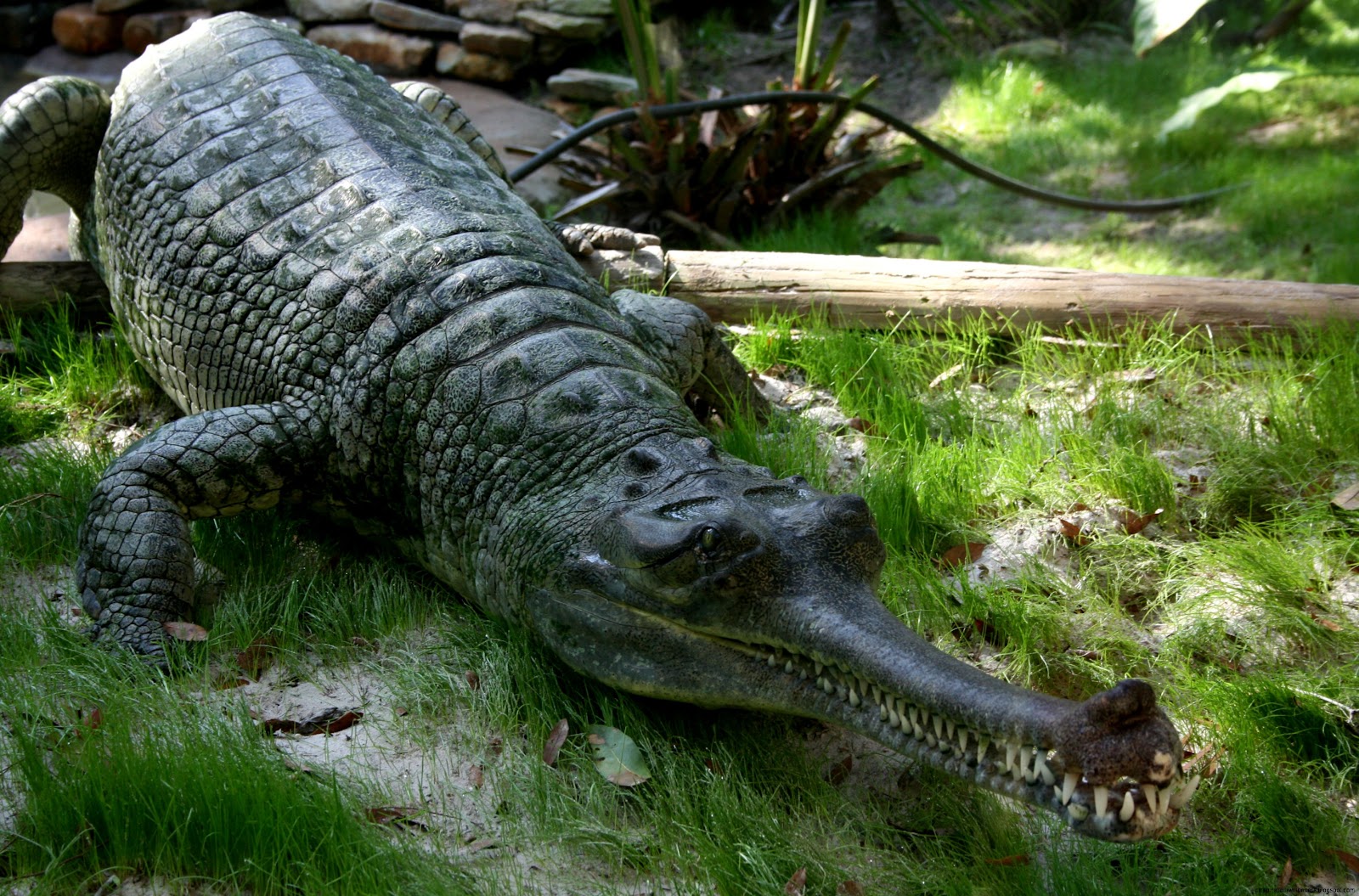 Crocodile Alligator Gharial Crocodile Alligator Gharial