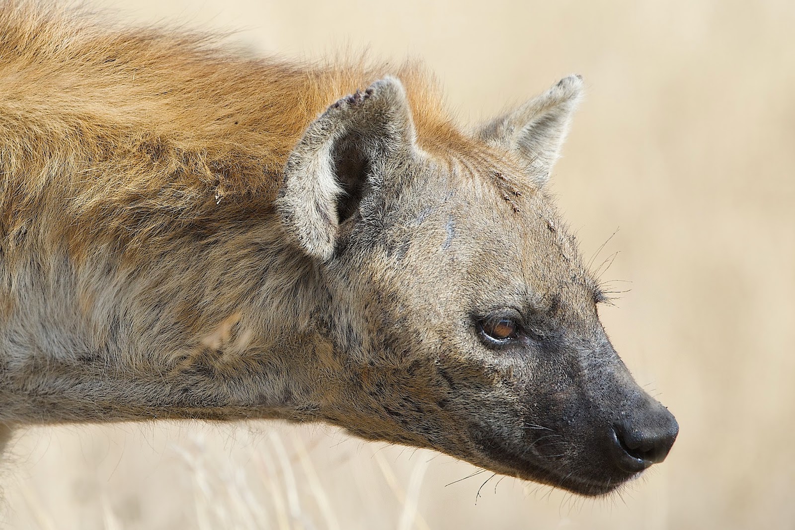 Back in the U.S.A.: Hyena on the Hunt