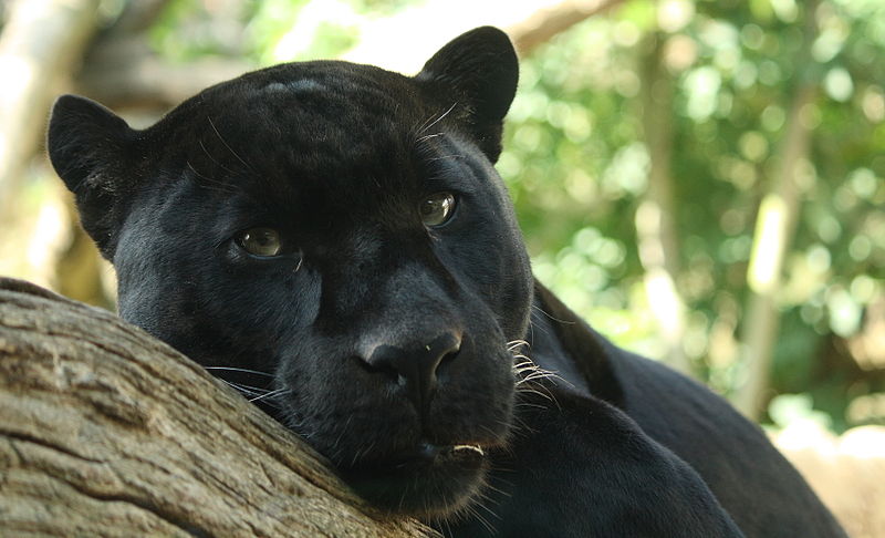 Black Cat Cougar Cant Communicate With Computer Black Cat Cougar Cant Communicate With Computer