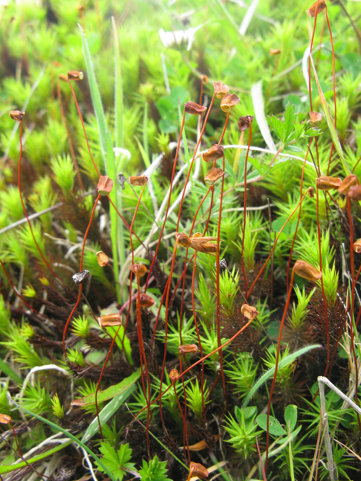 hair cap moss
