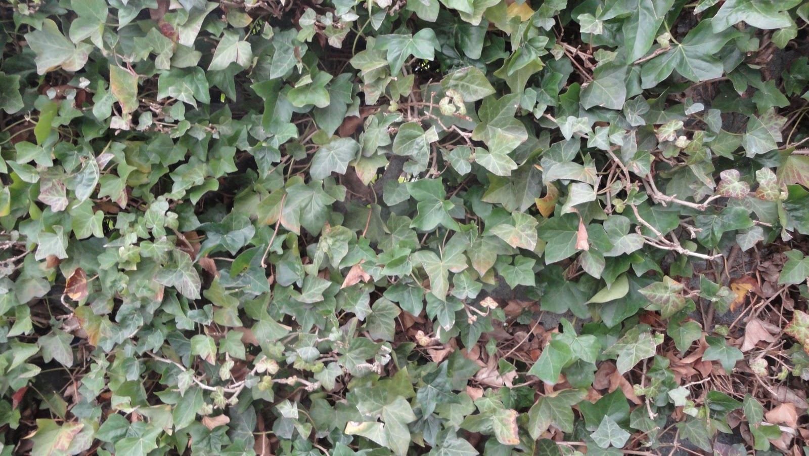 Giihlgiigaa Haida Weaver Weaving with English Ivy