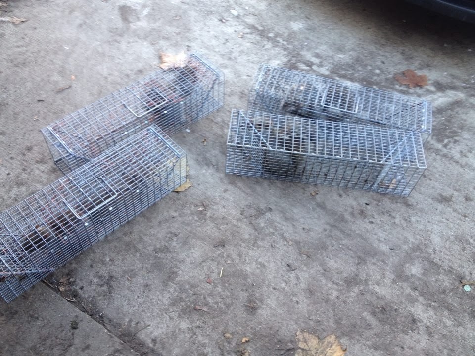 Comstock Cage Traps, In Action on the Line Comstock Swing Panel