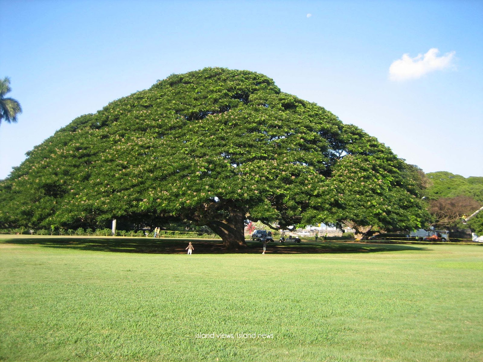 【SALE／97OFF】 Moanalua gardeng,Hawaii 写真