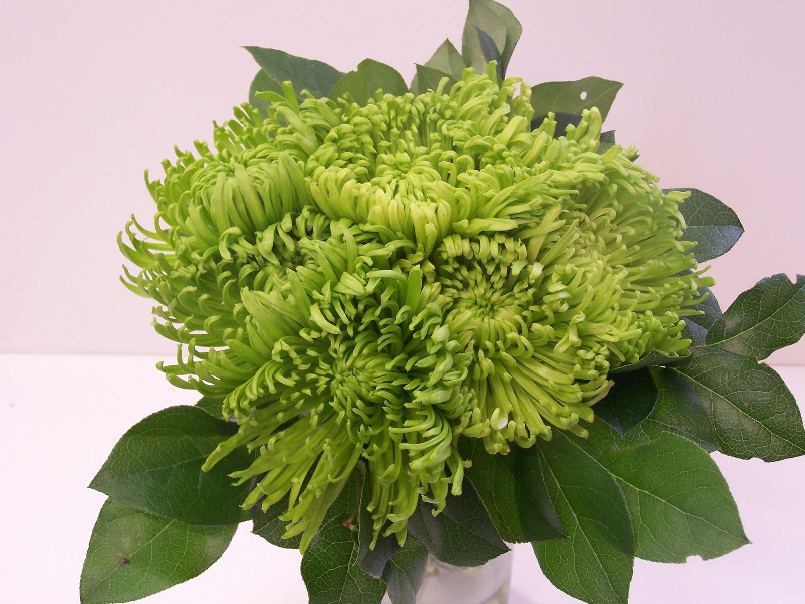 Watson Flower Shops, Inc