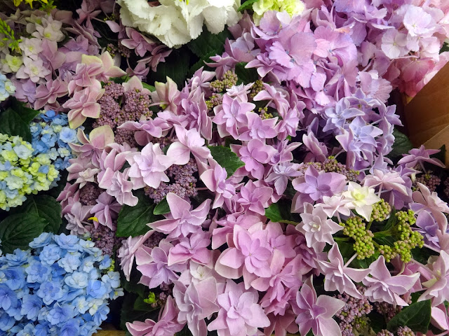 5月の花,花壇,池袋駅〈著作権フリー無料画像〉Free Stock Photos