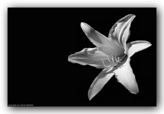 Symphony, Sinfonia, Giglio, Lily, Fiore, Natura, Foto Ischia, Bianco e Nero, Livelli Photoshop, 