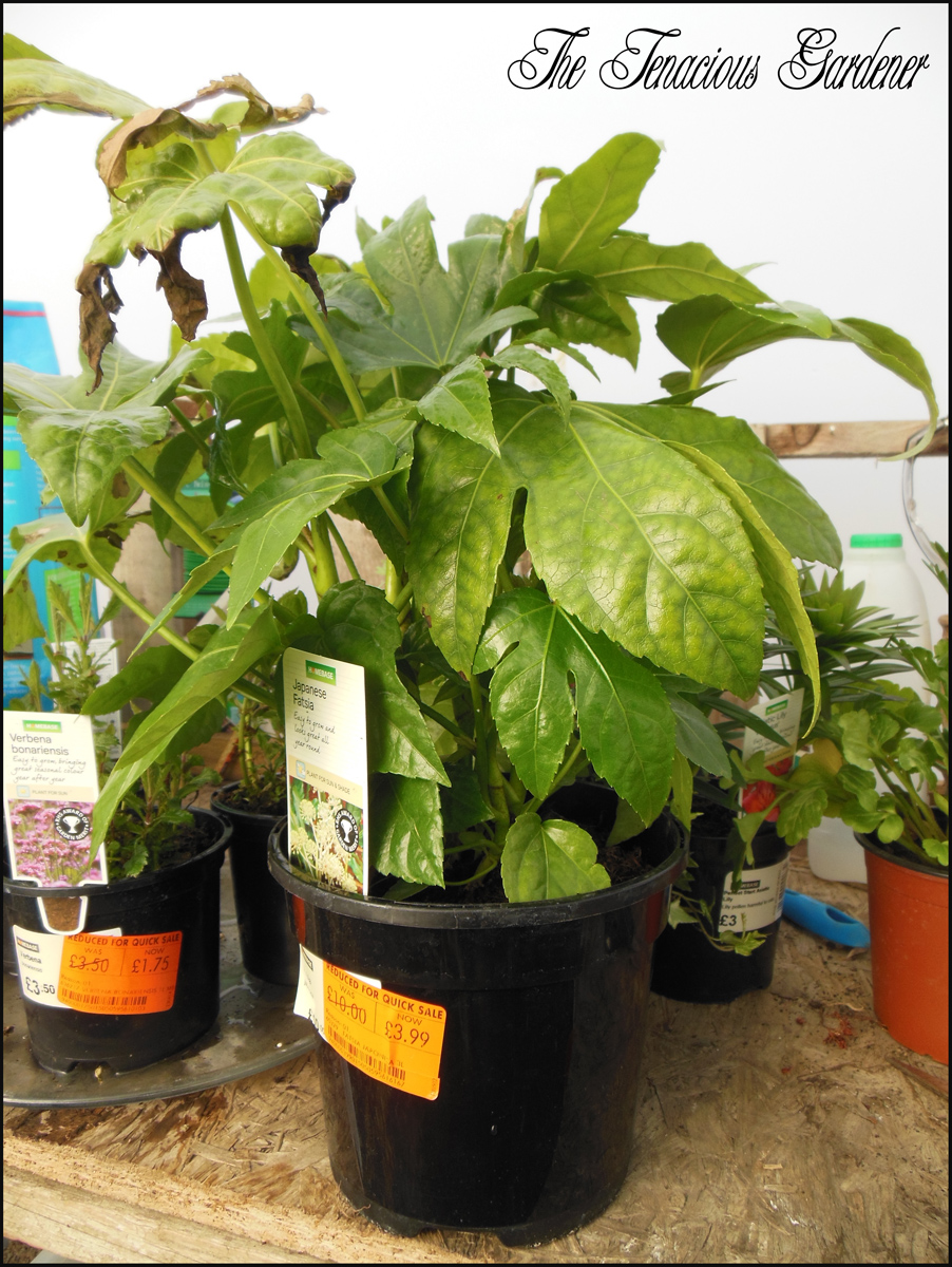 The Tenacious Gardener! Garden bargains.