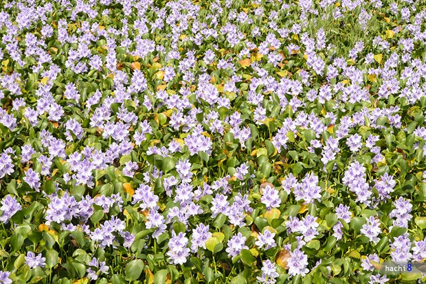 [Image: ngam-tham-hoa-luc-binh-tren-dong-que-6.jpg]