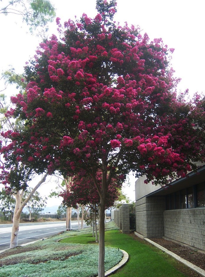 The 2 Minute Gardener Photo Crape Myrtle 'Tuscarora' (Lagerstroemia