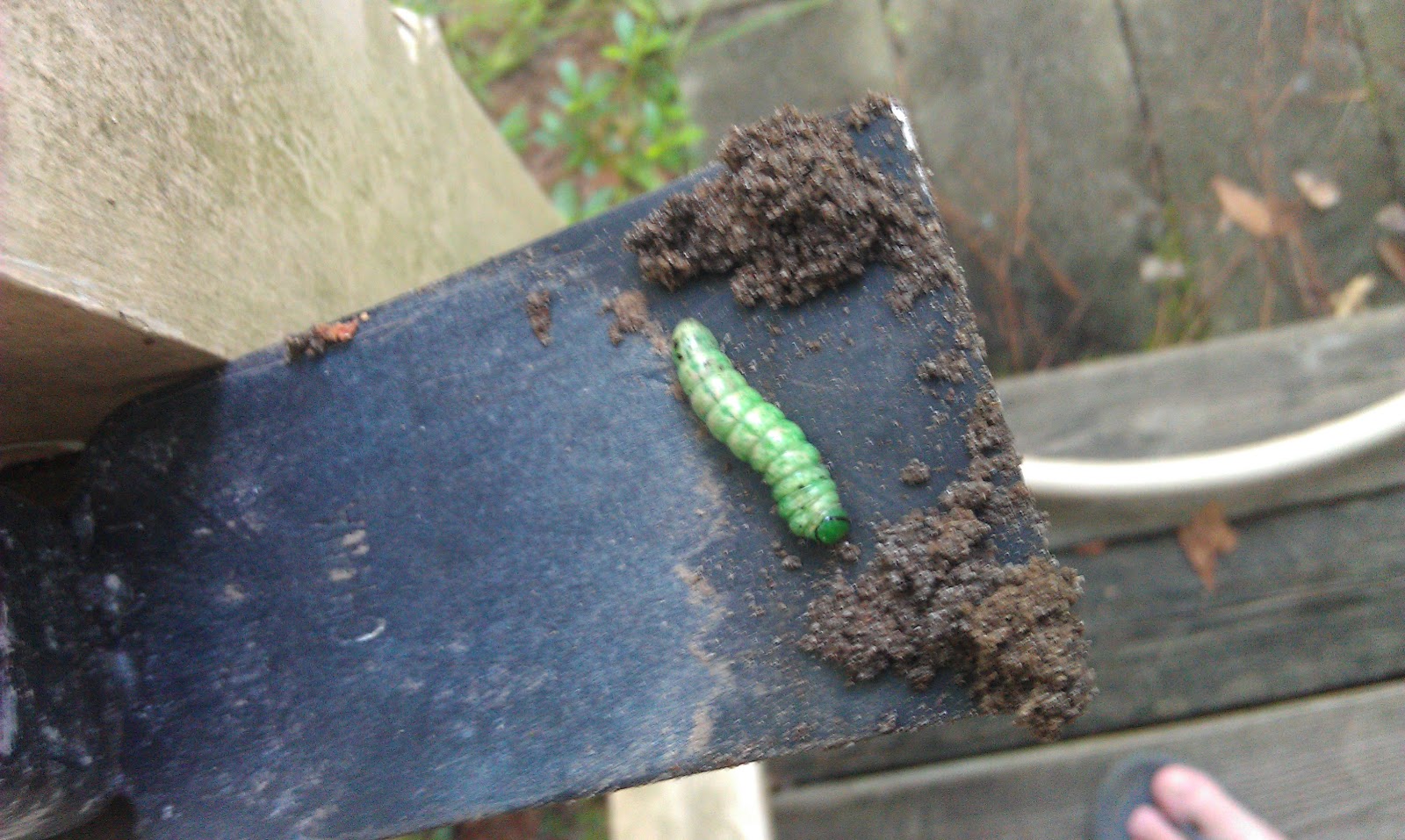 Hookin It With Mr. Lick Lick: July 2011