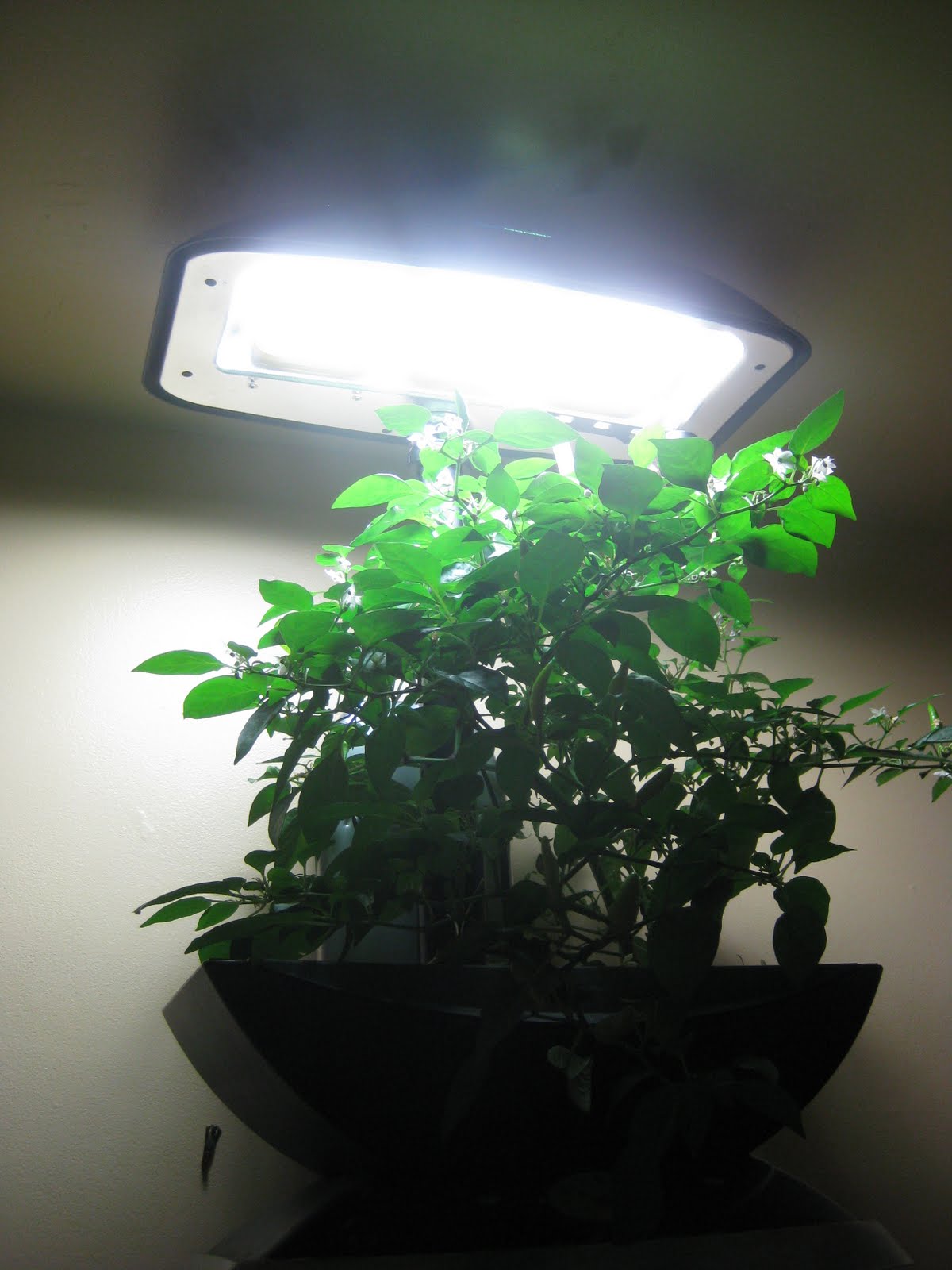 We have Chili Peppers! Indoor Gardening My Aerogarden and