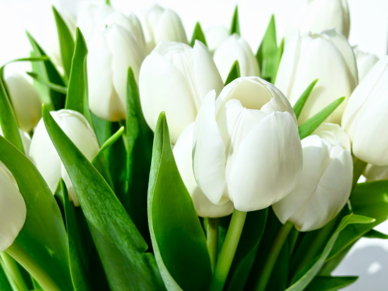 ΤΟΥΛΙΠΕΣ photos - wallpapers (ανανεωμένο) | the fun bank