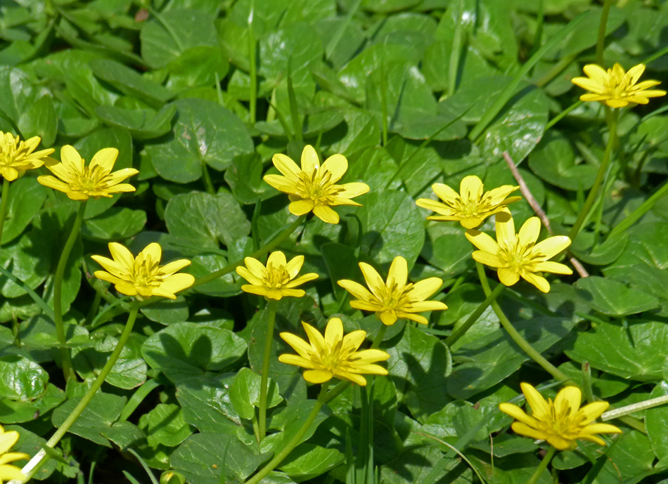 fig buttercup