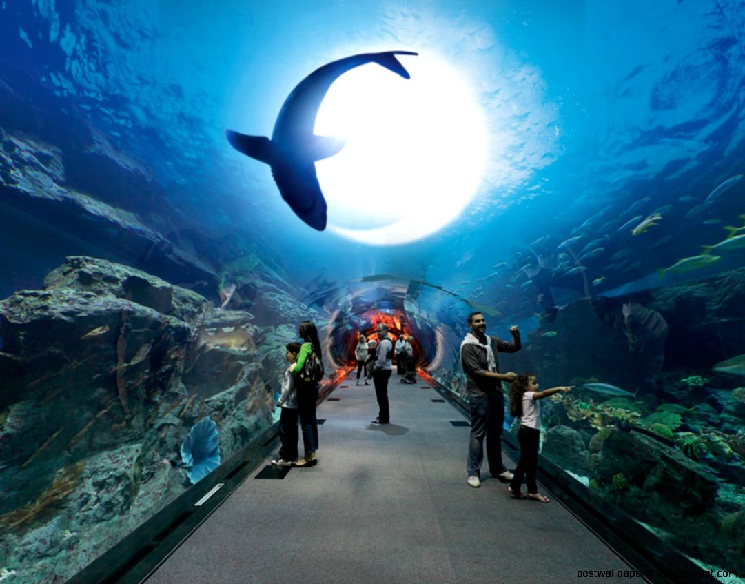 Underwater Dubai Mall Underwater Dubai Mall