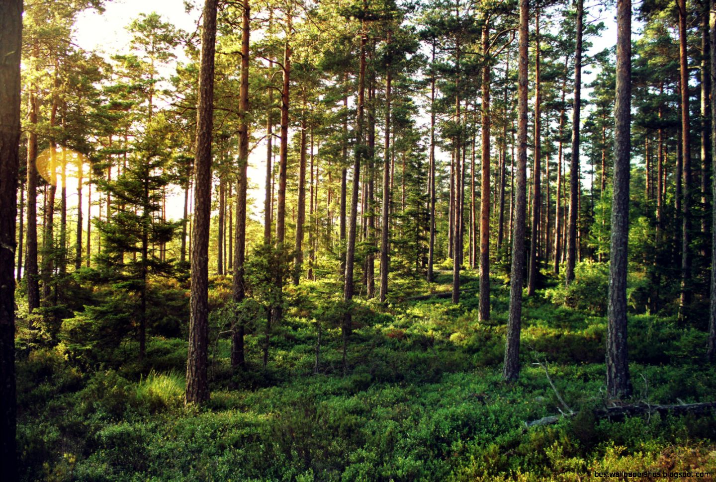 Top HD Forrest Wallpaper Nature HD 5659 KB Top HD Forrest Wallpaper Nature HD 5659 KB