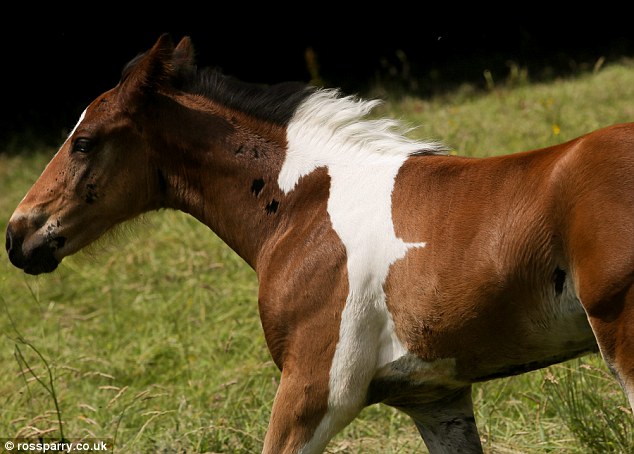 White Wolf Amazing Foal Born With A Patch By His Mane That Looks Like Another Horse Photos Video