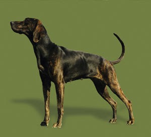 North Coast Old Growth