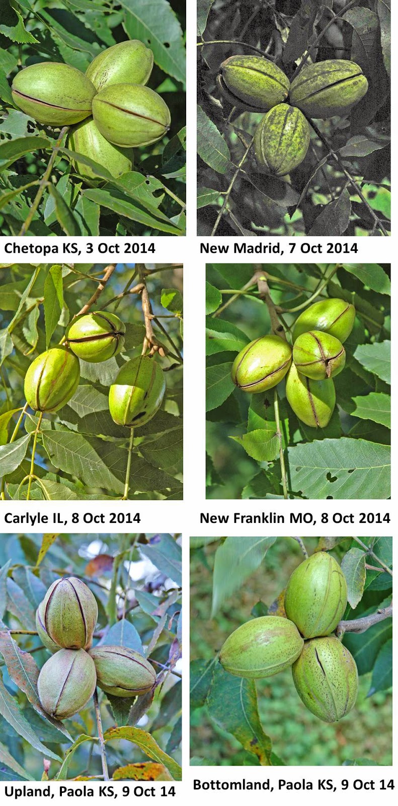 Northern Pecans Shuck split acoss the midwest