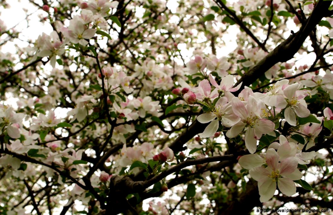 FileApple tree flowers blooms West Virginia ForestWander FileApple tree flowers blooms West Virginia ForestWander