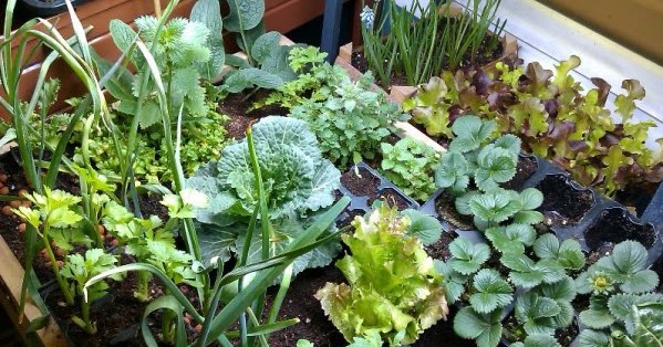 Bienvenido al blog de misait: Un huerto en casa