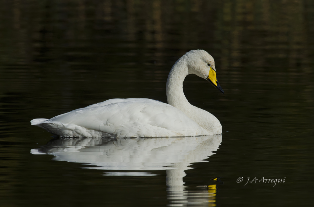 Cisne cantor, Cygnus cygnus, Whooper Swan Cisne cantor, Cygnus cygnus, Whooper Swan