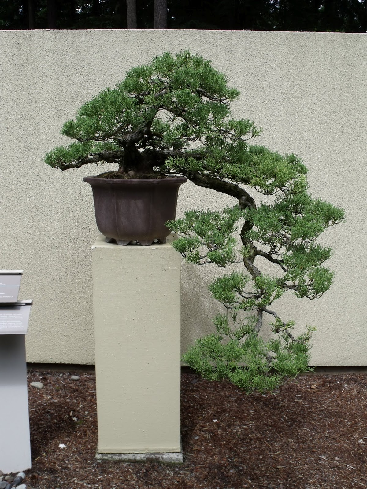 Best Bonsai
