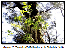 Ekologi Tumbuhan 6a Ekosistem Hutan Pegunungan Tinggi 06 11 14