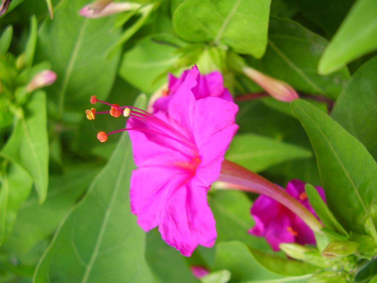 Sandhya (4 �o� clock) 4 �O� Clock Fregrant Flowers