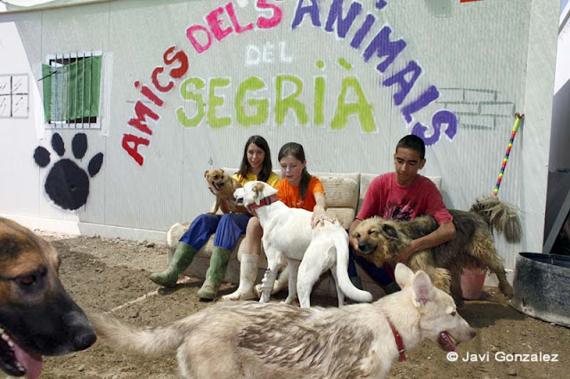 Protectoras de animales, Lleida