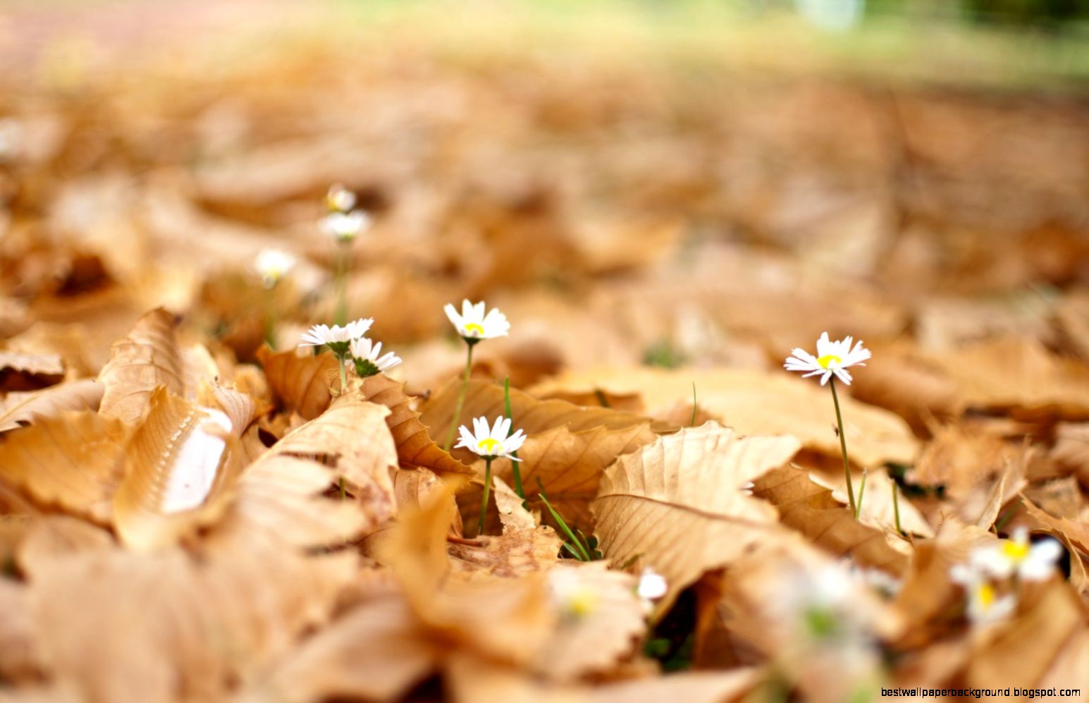 Autumn leaves flowers 6927931 Autumn leaves flowers 6927931